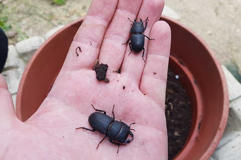 Phillip-Shwalbe-male-and-female-lesser-stag-beetles