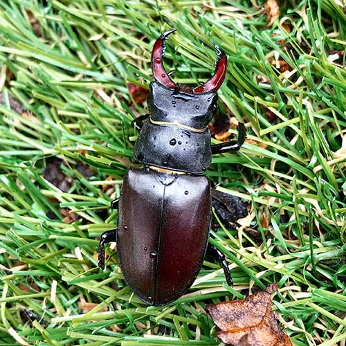 Male stag beetle by Sally Hunter