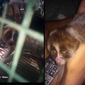 Social-media-fuels-online-sales-of-illegally-traded-slow-lorises-Little-Fireface-Project-PTES-photos