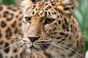 Amur-leopard-Chris-Humphries-Shutterstock WIld shaale ptes overseas project