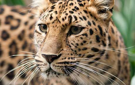 Amur-leopard-Chris-Humphries-Shutterstock-thumbnail-human-wildlife-conflicts