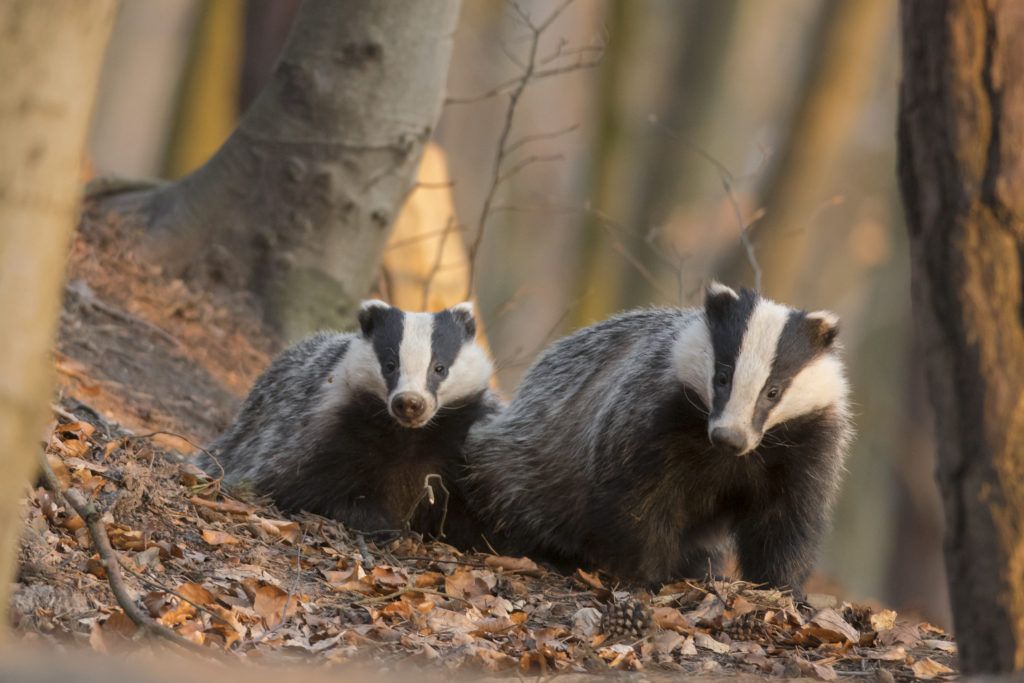 European badgers (Meles meles) - People's Trust for Endangered Species