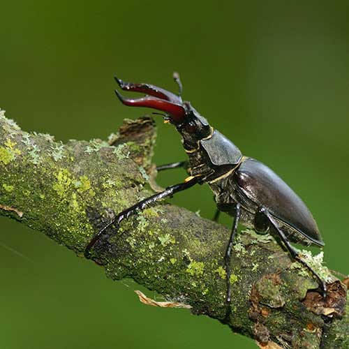Look out for stag beetles