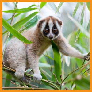 Javan-slow-loris-Little-Fireface-Project-PTES