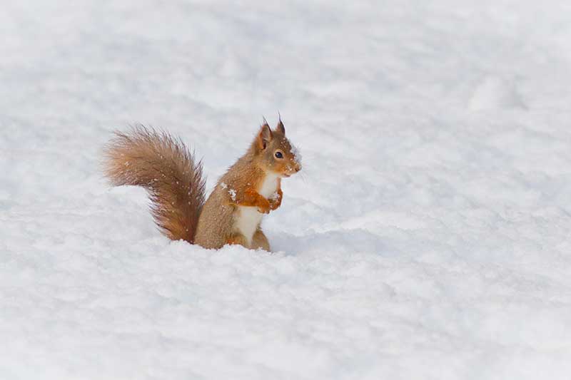 Red-Squirrel-winter-1772-(c)-Steve-Gardner PTES red squirrels in Scotland internship