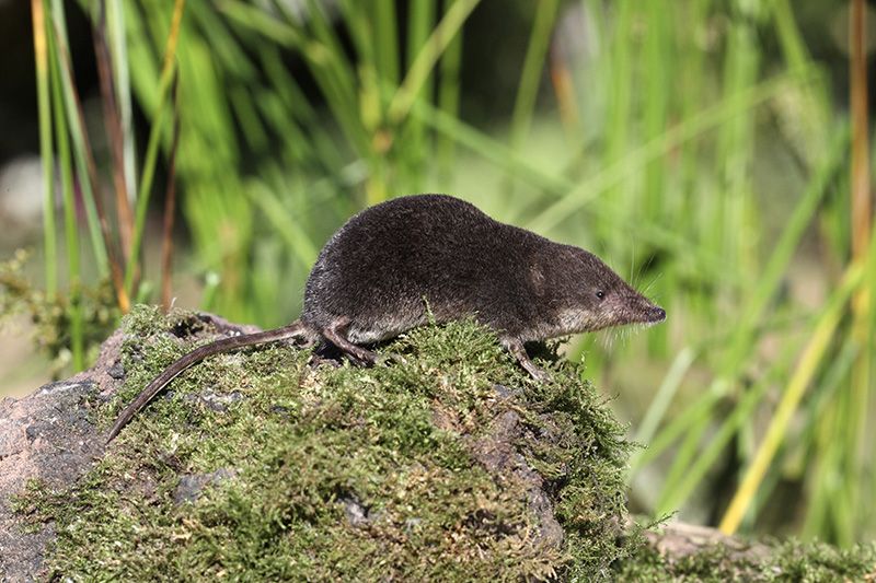 Water shrew - People's Trust for Endangered Species