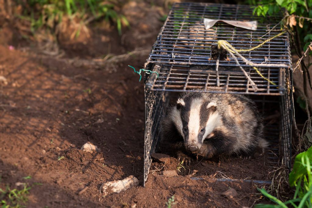 protecting badgers in Cornwall image by Seth Jackson PTES Uk mammal conservation