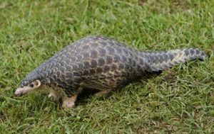 manis-pentadactyla-chinese-pangolin-PTES-overseas-conservation-thumbnail