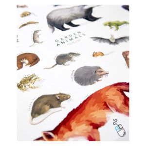 Als Couzins close up poster print british mammals