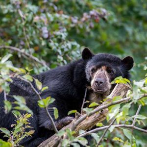 Andean-bear-Oliver-Hitchen-Shutterstock-success-story
