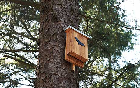 Bat-box-in-tree-Axel-Bueckert-shutterstock-com-thumbnail