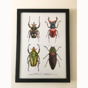 Martin Warren beetle print