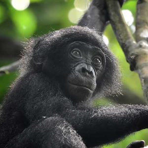 Bonobos-PTES-success-story