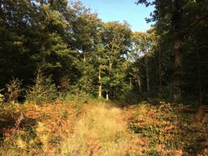 Wildlife in autumn - briddlesford - news ptes