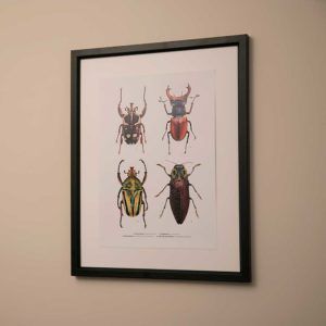 Four-beetles-poster-print-Martyn-Warren-PTES