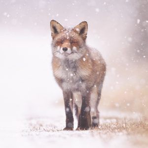 Fox Christmas card - PTES