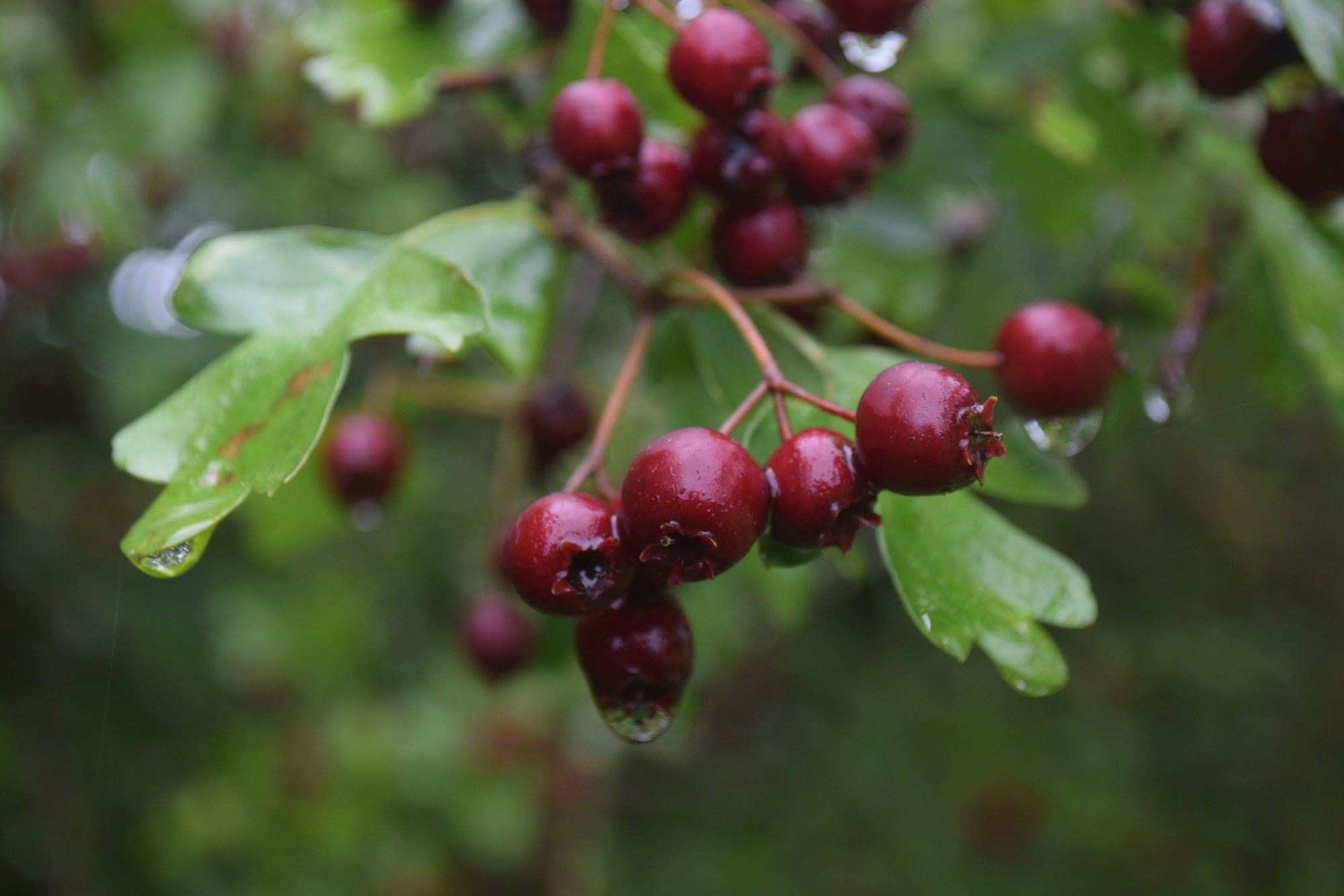 Hawthorn-berries-wildlife-in-autumn-ptes-news