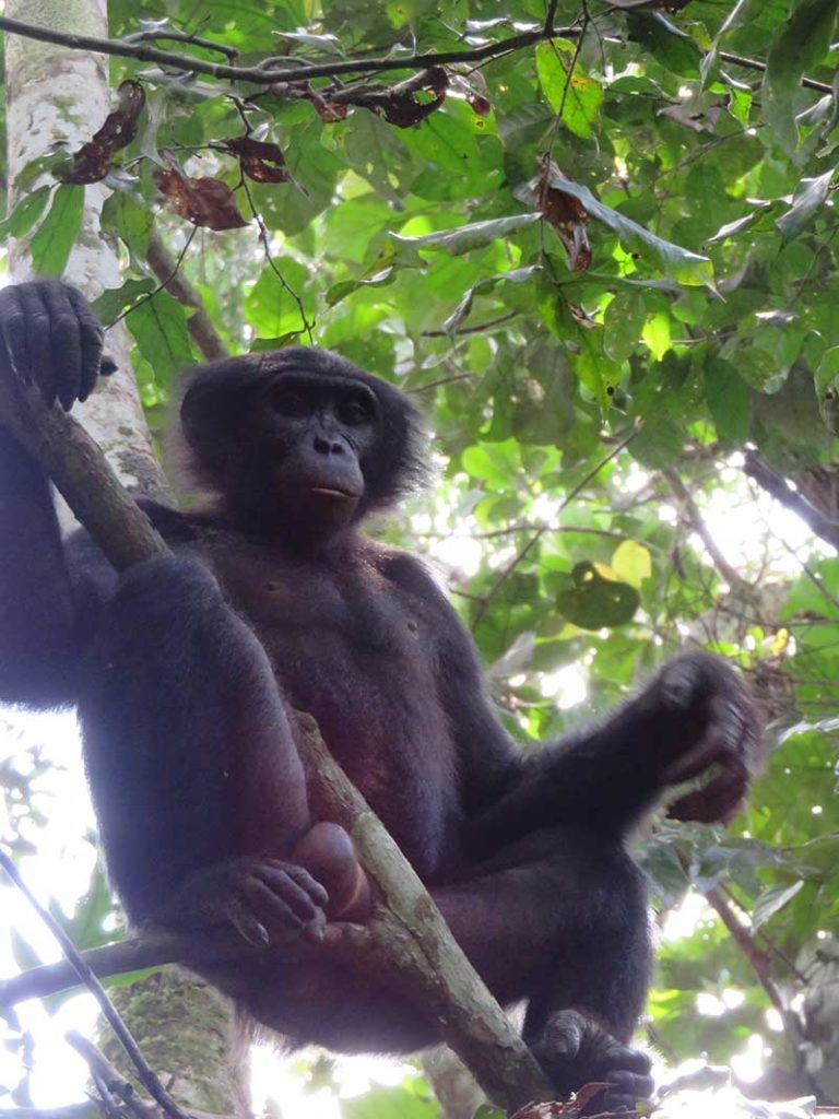 Nakedi Bonobos Success story PTES
