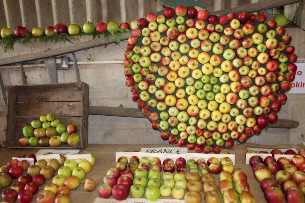 National Apple Festival National Fruit Collection at Brogdale