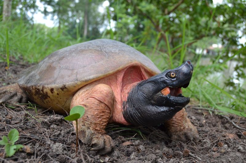 Saving-the-world's-rarest-freshwater-terrapin-northern-river-terrapin ...