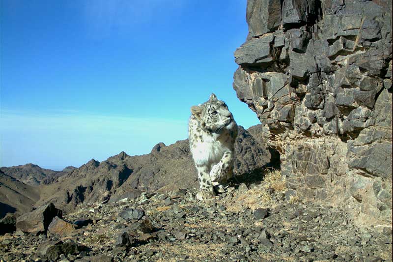 Snow-leopards-in-mongolia-SLT