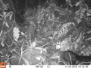 Andean bears in peru Success Story PTES