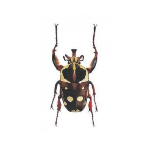 Four-beetles-poster-print-Martyn-Warren-PTES