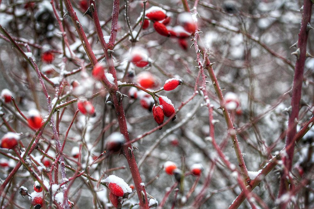 berries-rose-hips-in-winter