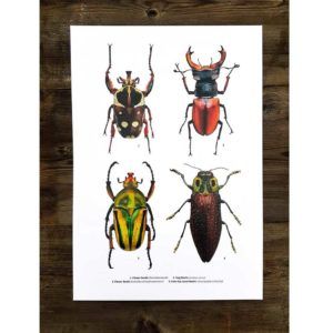 four-beetles-print-by-martyn-warren