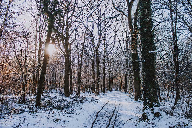 mat-unsplash-snowy-woodland-Understanding-dormouse-hibernation