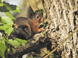 Wildlife in autumn - briddlesford - news ptes