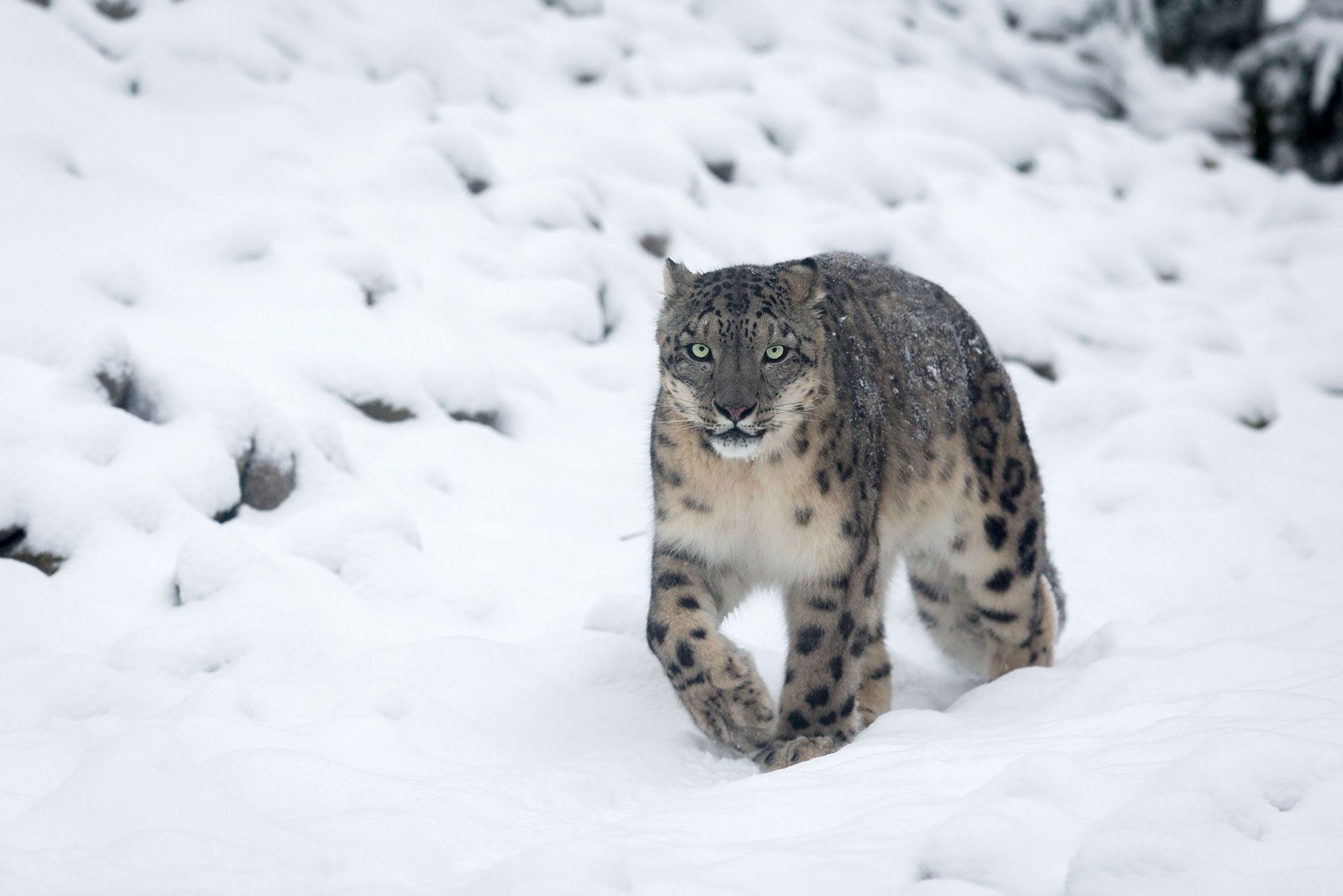 Snow leopards in Mongolia - People's Trust for Endangered Species