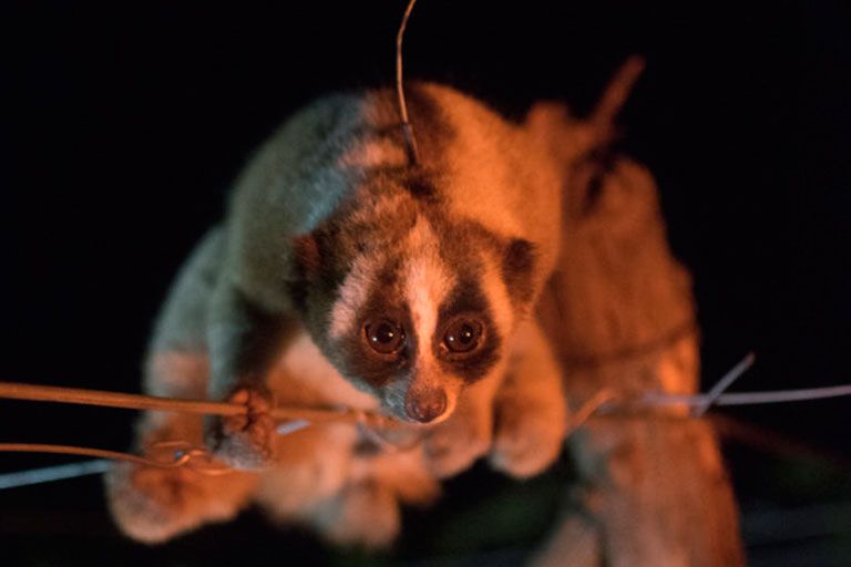 Xena's return - fieldwork with the Little Fireface Project team. Xena the slow loris