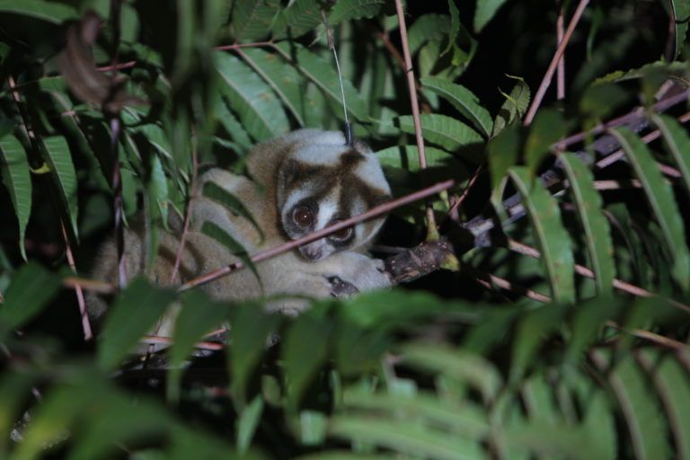 Xena's return - fieldwork with the Little Fireface Project team. Xena the slow loris