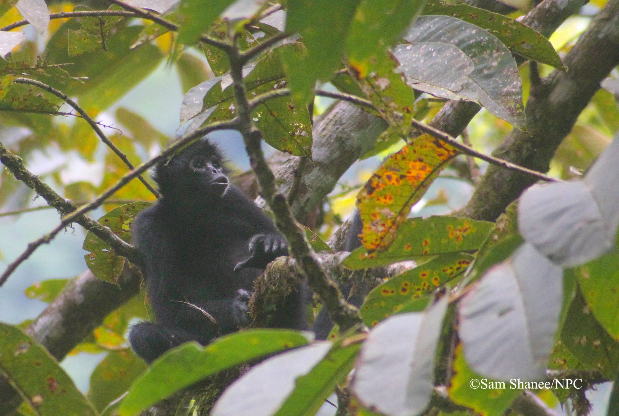 colombian spider monkeys- A fusciceps rufiventris, Copyright Sam Shanee-NPC