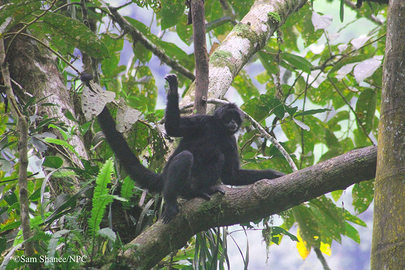 colombian spider monkeys