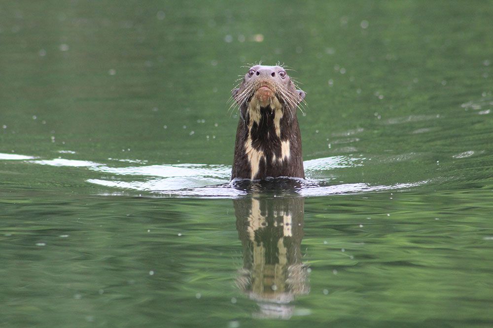 Giant otters in Peru Manu National park - Adi Barocas project leader - Conservation Partnerships for people's trust for endangered species
