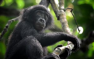 Billy-Dodson-Bonobo-Success-Story-People's-trust-for-endangered-species