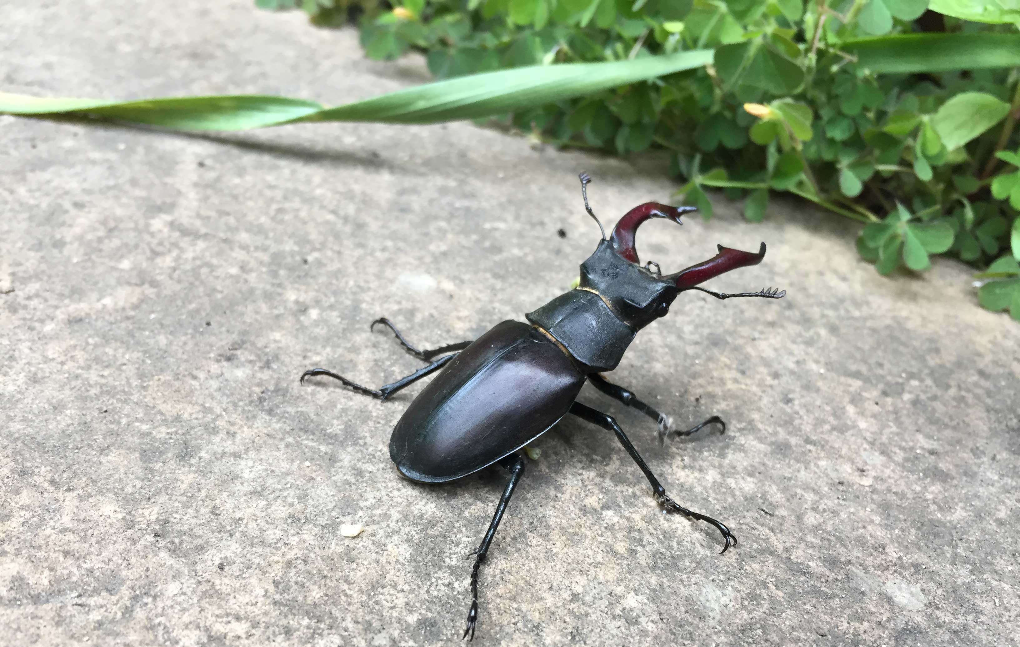 stag beetles. image by Charlotte-Seaton