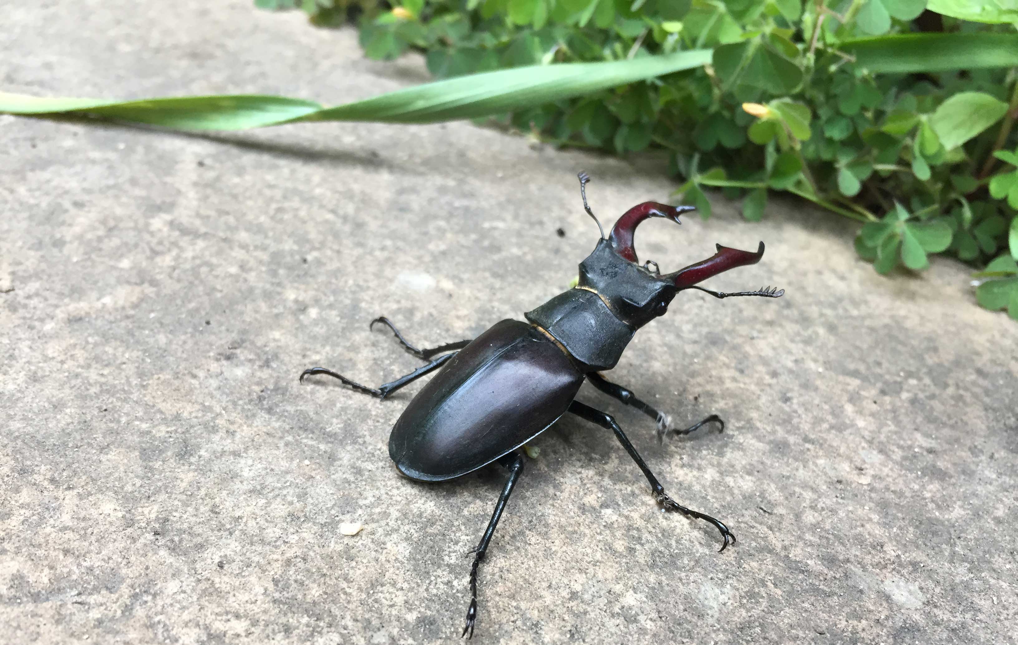 rhinoceros beetle stag beetle