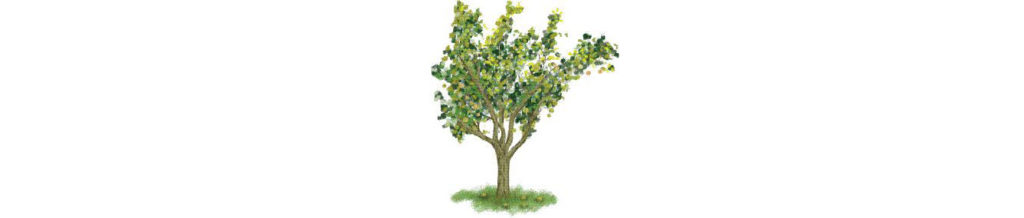 How to plant a fruit tree