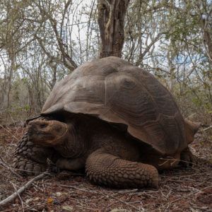 Giant-Galapagos-Tortoises-Success-Stories-People's-Trust-for-Endangered-Species