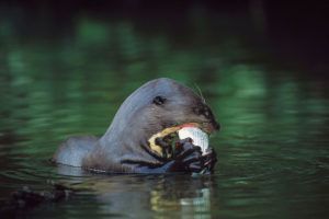 Giant-otter-eating-fish-Frank-Hajek