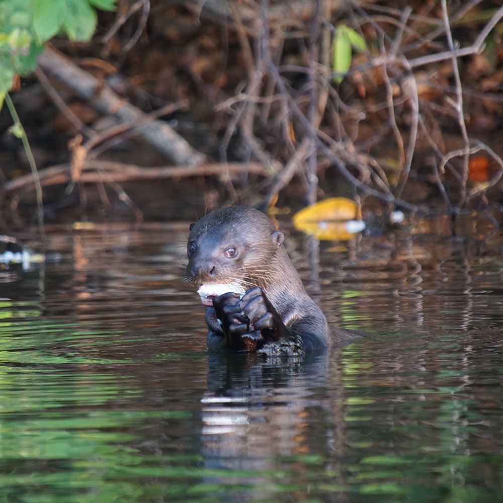 Giant-otter-project-profile-Adi-Barocas-Peru-Conservation-Partnership