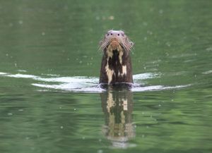 Giant-otter-project-profile-Adi-Barocas-why-i-love-giant-otters