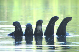 Giant-otters-group-photo