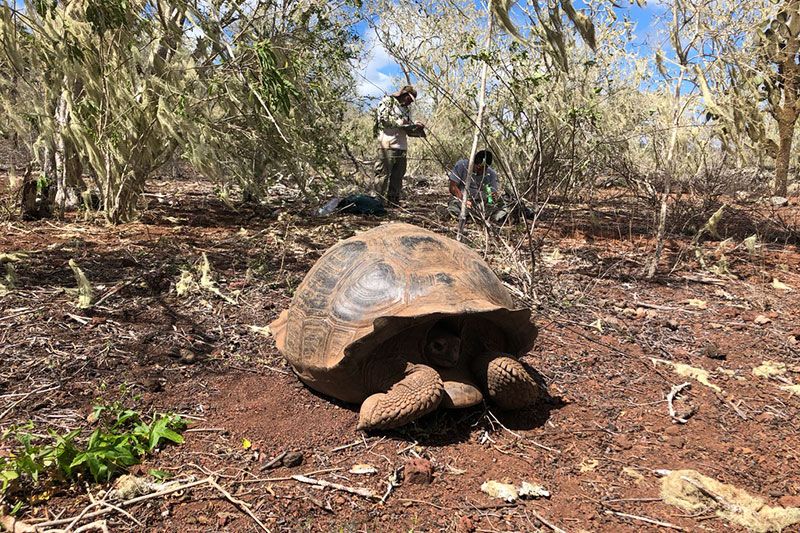 Galapagos tortoises - restoring the giants of the galapagos