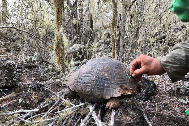 Galapagos tortoises - restoring the giants of the galapagos
