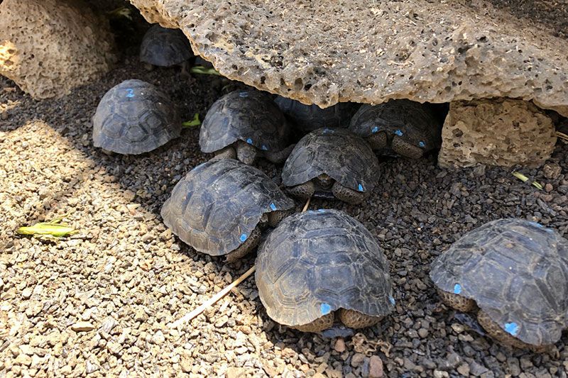 Galapagos tortoises - restoring the giants of the galapagos