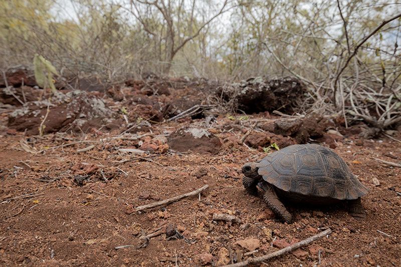 Galapagos tortoises - restoring the giants of the galapagos